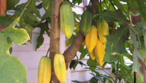 Babaco mediano <br> <p id="valor">x unidad</p>