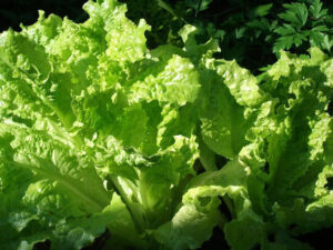 Lechuga de hoja <br> <p id="valor">1/2 kilo.</p>