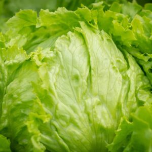Lechuga repollo <br> <p id="valor">x libra</p>