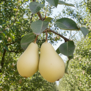 Pera blanca caja <br> <p id="valor"> 13 kilos</p>