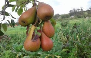 Pera morada caja <br> <p id="valor"> 13 kilos</p>